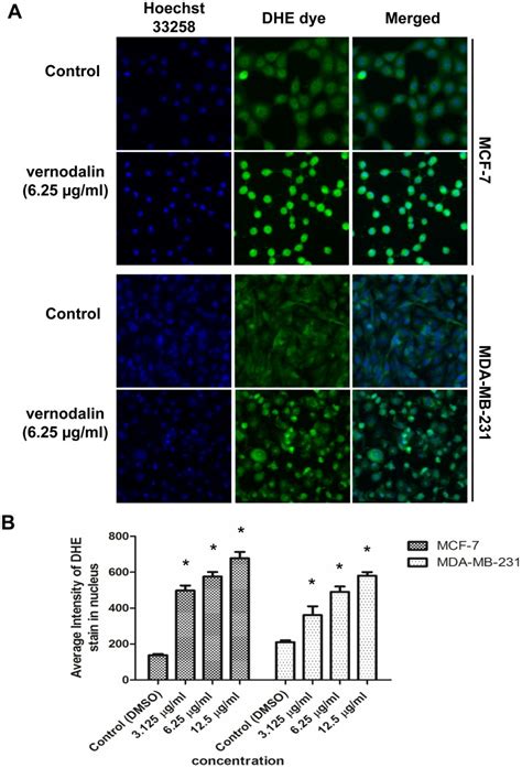 A MCF 7 Or MDA MB 231 Cells Were Treated With DMSO Control Or