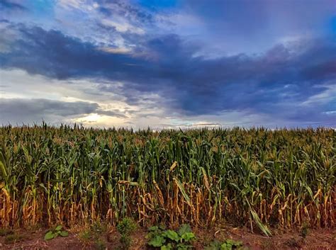 Corn Field Cloud Stock Photos Royalty Free Corn Field Cloud Images