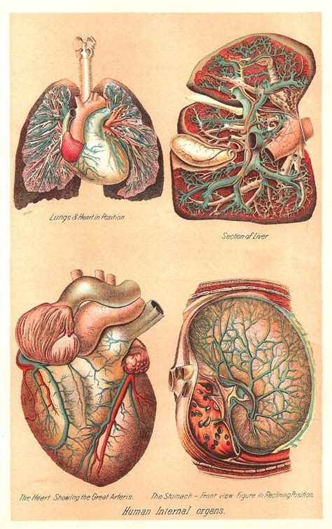 Ilustración sobre la anatomia de los órganos internos de 1907 Medical