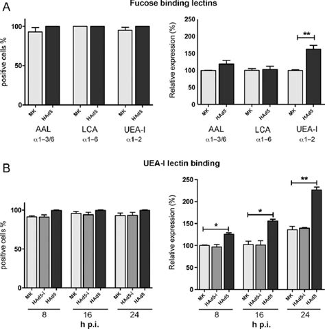 Fucose specific lectin binding. (A) Flow cytometry of A549 cells ...