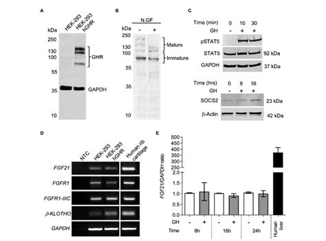 Hek 293 Exogenously Expressing Ghr Are Responsive To Gh A Western