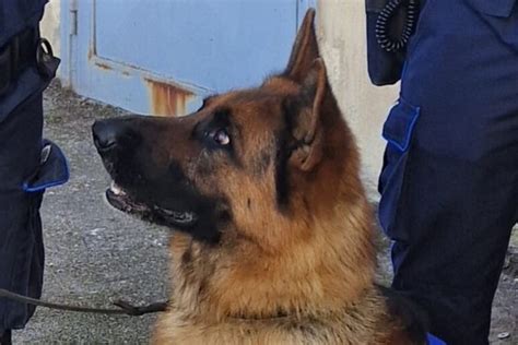 Porta Cocaina Al Figlio Detenuto Scoperto Da Cane Antidroga