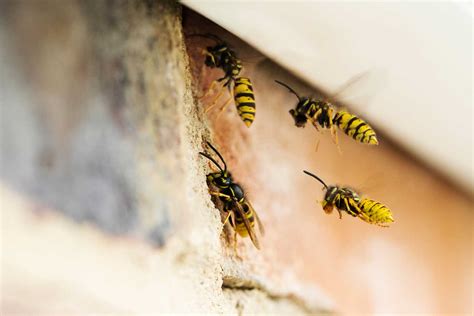 Wasp Nest Removal And Extermination Wellington Combat Pest Control