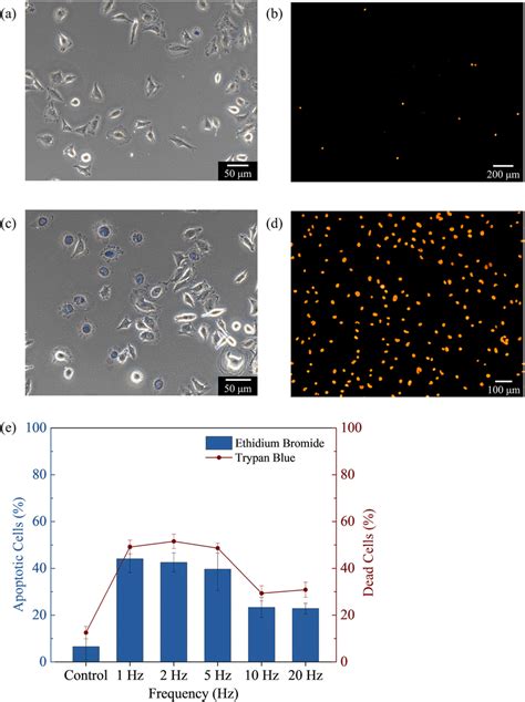 In Vitro Cell Apoptosis By Biaxial Pulsed Magnetic Field Optical Image