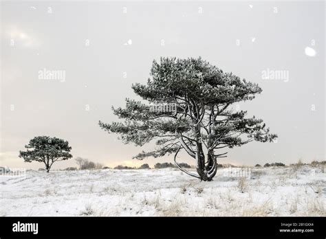 Scotch Pine Scots Pine Pinus Sylvestris Snowfall In The Dunes With