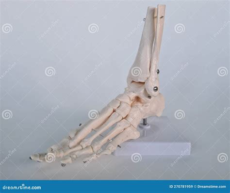 Anatomisch Model Van Beenderen Van Menselijke Voet Stock Afbeelding