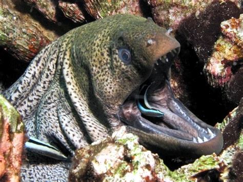 Giant Moray Eel Ocean Treasures Memorial Library