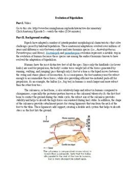 Bipedalism Evolution