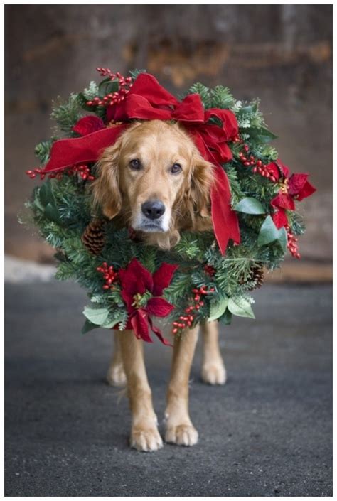 Idee N Voor Hartverwarmende Fotos Op Je Kerstkaarten