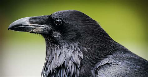 Quelle est la différence entre un corbeau et une corneille