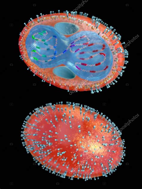 Sección Transversal De Un Patógeno De La Viruela Con Membrana Celular Nucleocápsido Pared