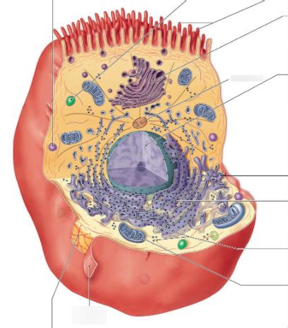 Cell Anatomy Labeling And Function Diagram Quizlet