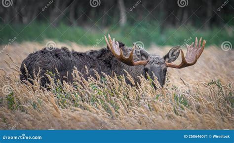 Side Shot Of An Alaska Moose Standing Among The Yellow Field Red Trees