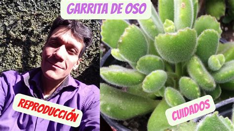 Cómo REPRODUCIR y CUIDAR la Garrita de Oso Cotyledon Tomentosa