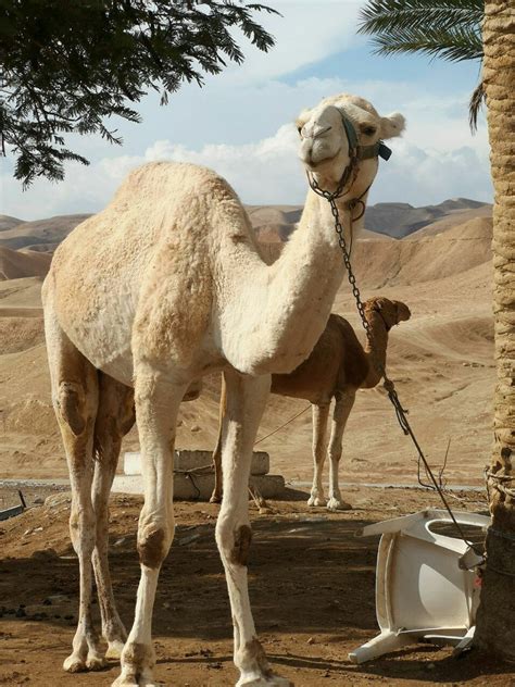 Experiencia En El Desierto Del Sahara En Marruecos Artofit