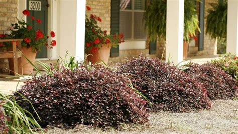 Loropetalum Chinense Purple Pixie Kiefer Nursery Trees Shrubs