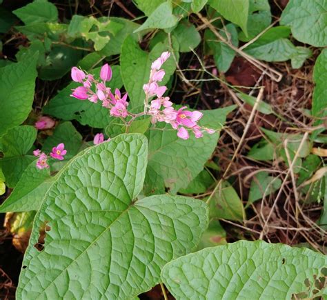 Coral Vine From Great Cinnamon Bay St John 00830 USVI On December 2