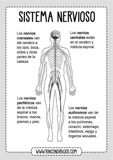 Partes Del Sistema Nervioso Fichas Explicativas Sistema Nervioso Porn