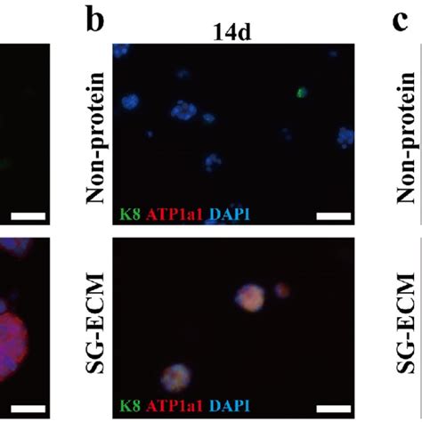 MPCs Mainly Differentiate Into Luminal Epithelial Cells Of Sweat Gland