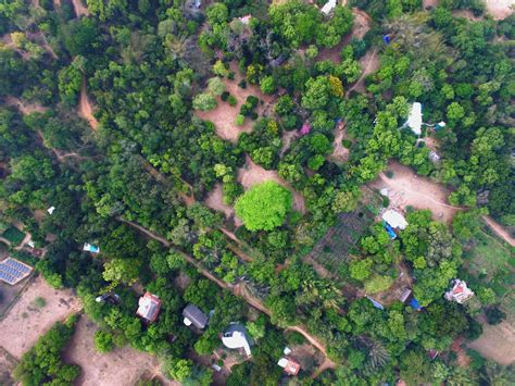 Urban Forests | Auroville Green Practices