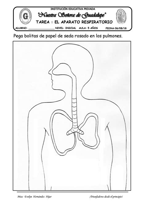 Tarea Aparato Respiratoorio By Evelynabejitas Issuu