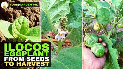 Paano Magtanim Ng Talong Ilocos Foodgarden Ph Youtube