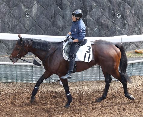 木曜阪神競馬場の注目激走馬阪神11rベテルギウスステークス（l） 2023年12月28日掲載 ライブドアニュース