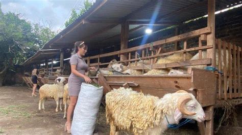 Fakta Spg Cantik Dan Seksi Jualan Kambing Di Bantul Penjualan