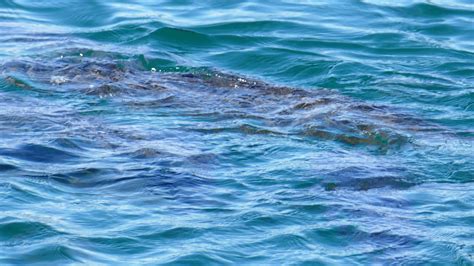 San Pietro In Gu Fipsas Federazione Italiana Pesca Sportiva