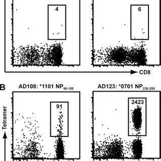 Hla Restriction Of Lcmv Specific Cd And Cd T Cell Responses Using Mhc