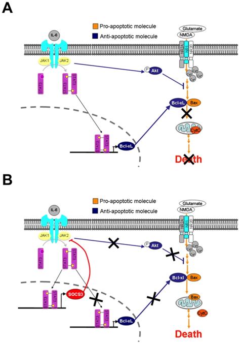 Il R Or Osm Activates The Jak Stat Pathway Which Increases Bcl Xl