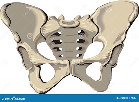 Female Pelvis Stock Vector Illustration Of Pelvis Medication 4291829