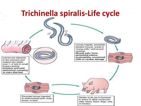 Trichinella Spiralis