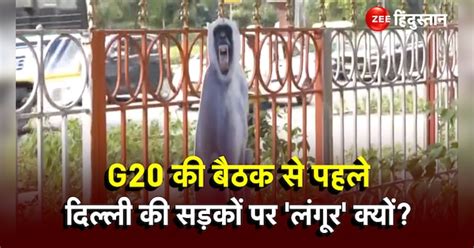 Cut Outs Of Langur To Scare Off Monkeys Along G20 Routes In Delhi