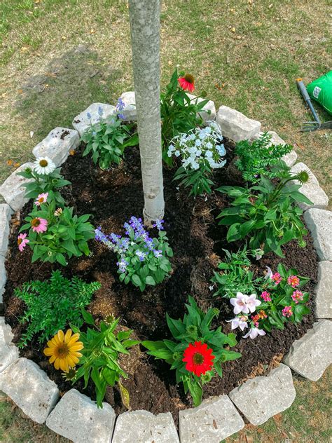 full sun flower bushes 4