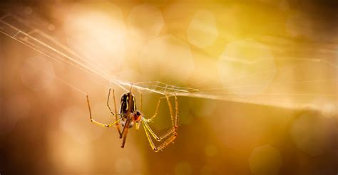 Macro Photography of Brown Spider on Web · Free Stock Photo