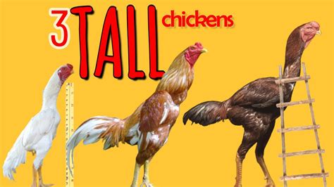 3 TALLEST Chickens In The World YouTube