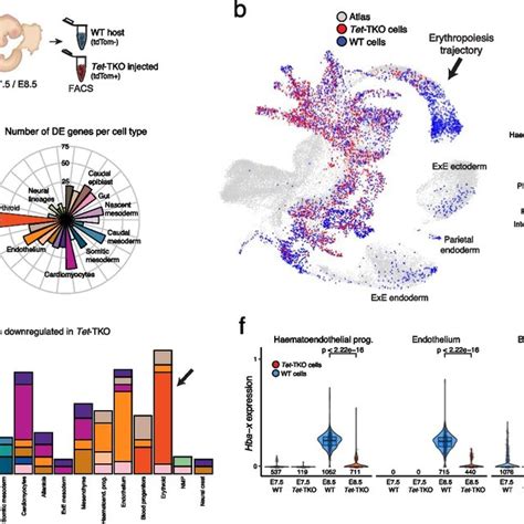 Scrna Seq Of Dnmt3a Dnmt3b And Dnmt1 Mutant Embryos During