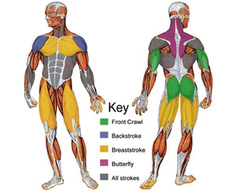 What Muscles Are Used In Swimming Elite Sports Clubs