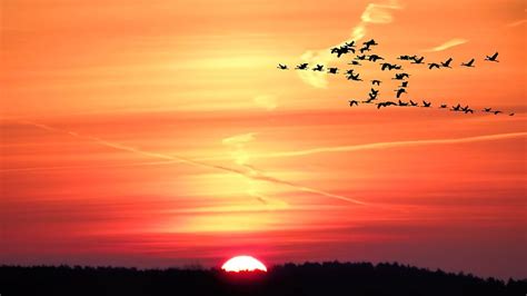 1366x768px Free Download Hd Wallpaper Silhouette Photo Of Birds In