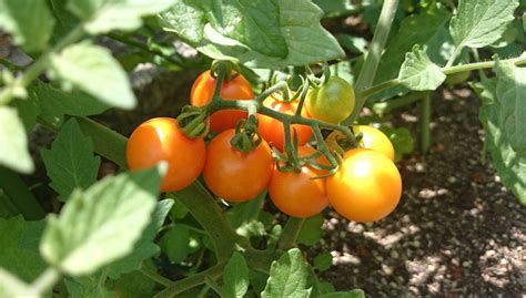 【ｲｴﾛｰﾐﾐが】ミニトマトの収穫【うまい！】 野菜の出来も虫次第。