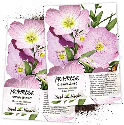 Amazon Seed Needs Showy Evening Primrose Oenothera Speciosa