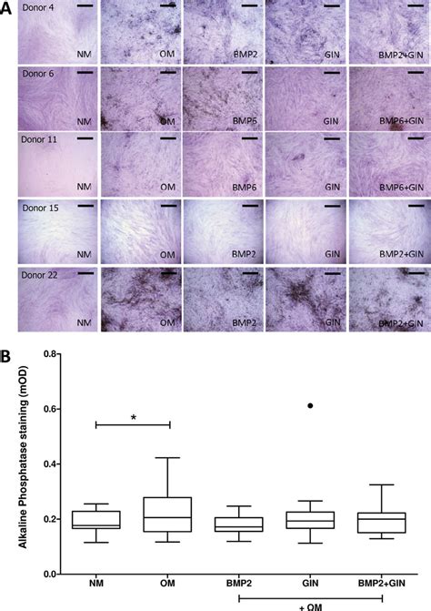 Alkaline Phosphatase ALP Staining A Pictures Of ALP Staining Of