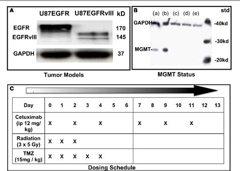 Figure 1 From Epidermal Growth Factor Receptor Mutation Status And