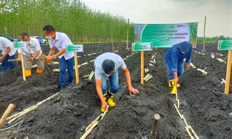 Tebang Hutan Tanam Tebu Ekonomi Dan Bisnis