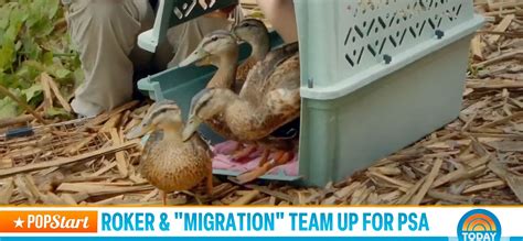 New Bird Rescue PSA Features Today's Al Roker And The New Migration ...