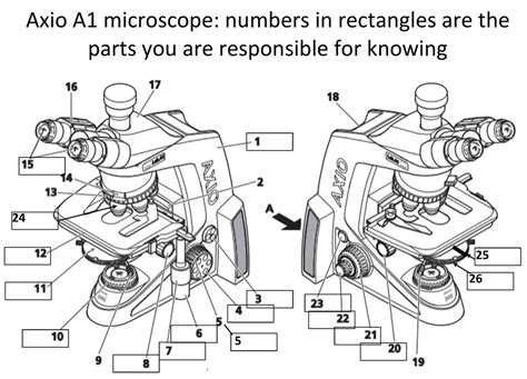 Microscope Parts And Functions Diagram Quizlet