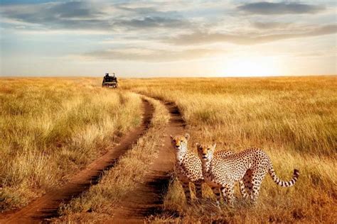 10 Beautiful Serengeti National Park Images