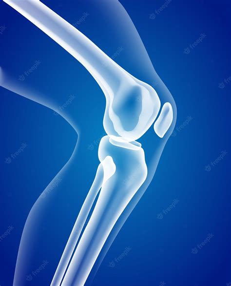 Premium Vector Educational Medical Illustration Of Leg Bones