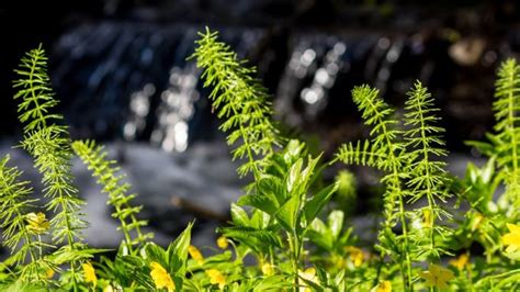 M Langez Avec De L Eau Et Allez Au Jardin Ce Produit Pas Cher Sorti Du